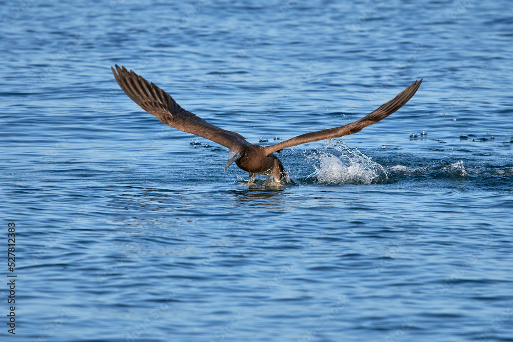 Brown Booby in flight