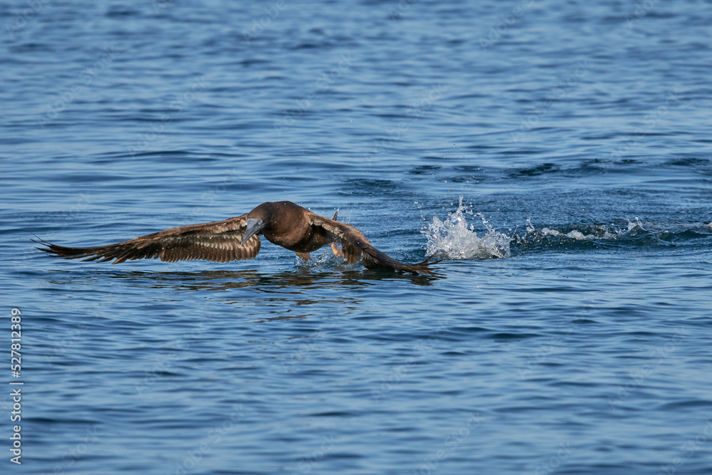 Obraz premium Brown Booby in flight
