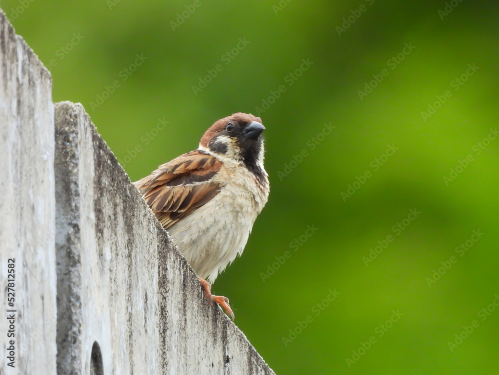 Naklejka premium スズメ