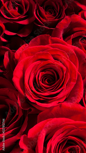 大きく美しい赤いバラの画像
