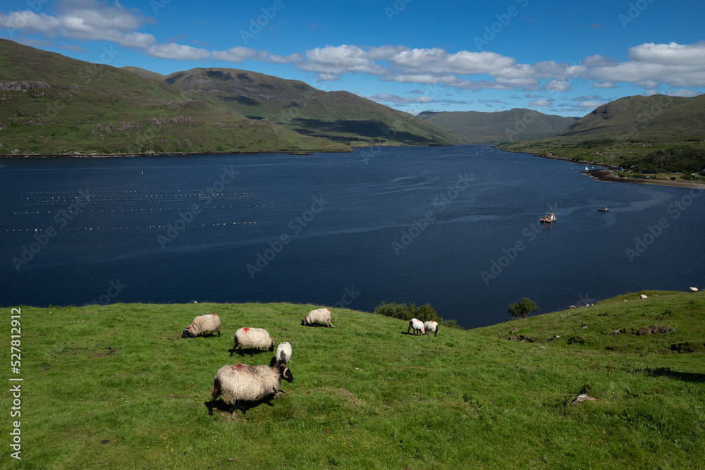 moutons à tête noire sur la côte irlandaise avec un lac en arrière plan dans le Connemara