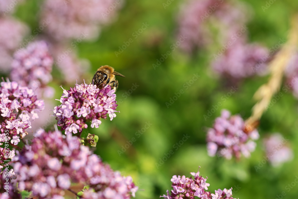 Honey bee collecting nectar on a flower of the flower butterfly bush. Busy insects Honey bee collecting nectar on a flower of the flower butterfly bush. Busy insects