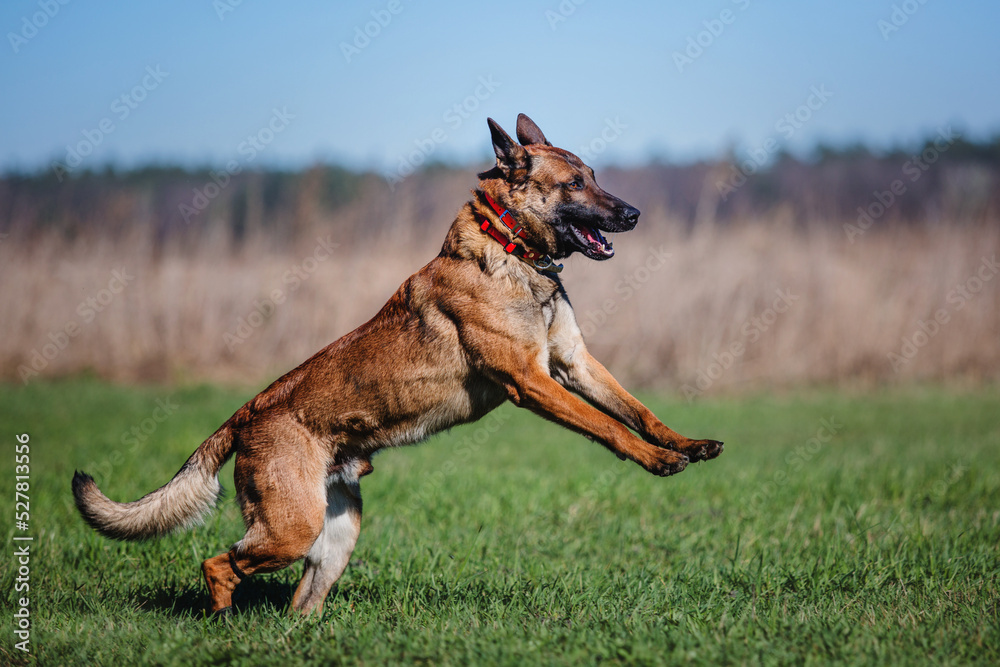 Working malinois dog. Belgian shepherd dog. Police, guard dog Working malinois dog. Belgian shepherd dog. Police, guard dog