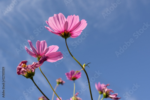 Colorful cosmea flowers against a blue sky