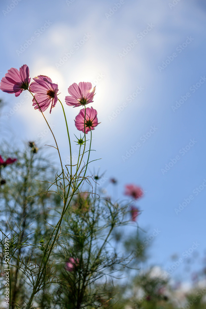 Obraz premium コスモスと空