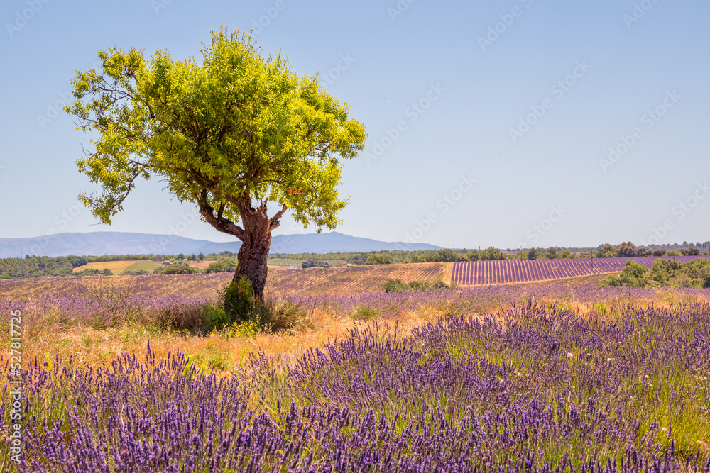 lavender field with a tree in Provence, Valensole lavender field with a tree in Provence, Valensole