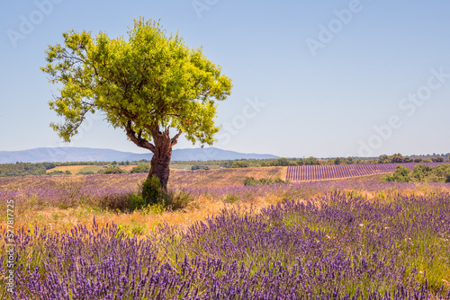 lavender field with a tree in Provence, Valensole