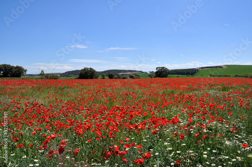 Poppy  campo de amapolas