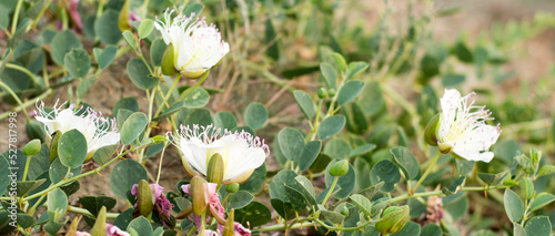 Caper bush growing on the ground and bride mountain in background. photo