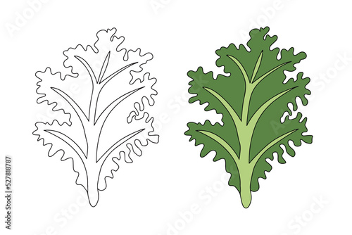 Kale is a dark green leafy vegetable. Vector illustration of collard greens in linear and flat style.