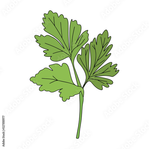 Parsley. Green healthy parsley isolated over white background Vector illustration