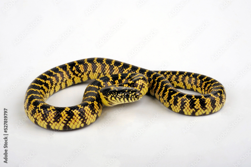 Brooks' kingsnake // Brooks Königsnatter (Lampropeltis getula brooksi) Brooks' kingsnake // Brooks Königsnatter (Lampropeltis getula brooksi)