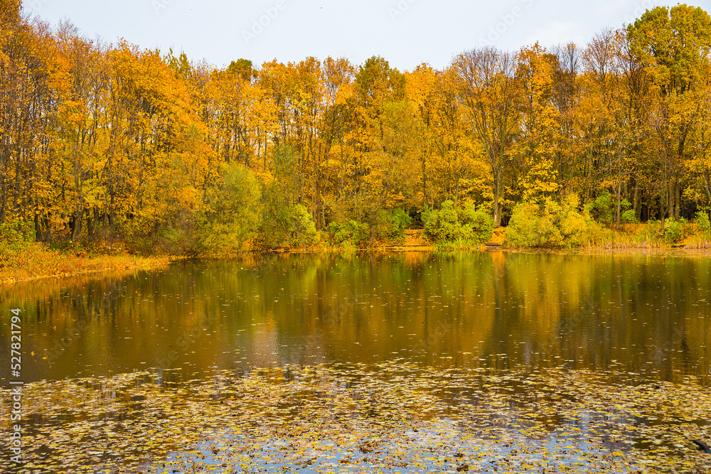 An abandoned pond in the autumn forest An abandoned pond in the autumn forest