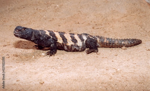 A closeup of black and white lizard on sand