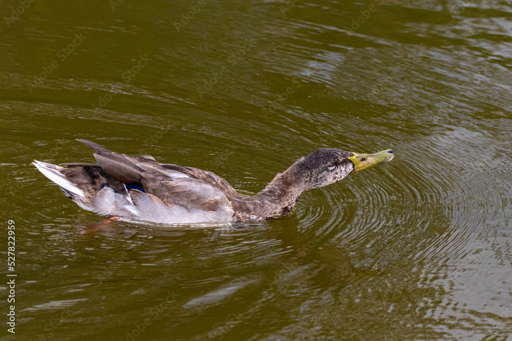 mallard duck swimming on the surface of a pond mallard duck swimming on the surface of a pond