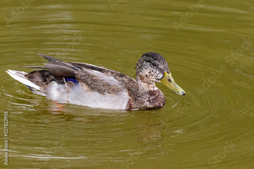 mallard duck swimming on the surface of a pond