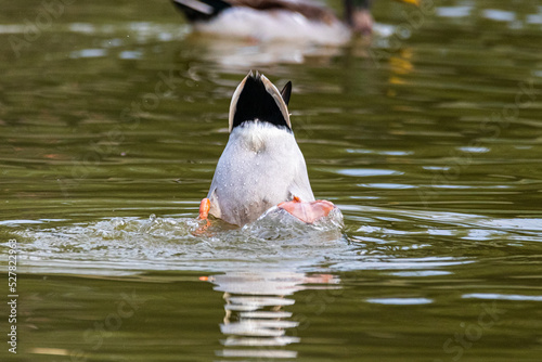 mallard duck butt up looking for food underwater © philippe paternolli
