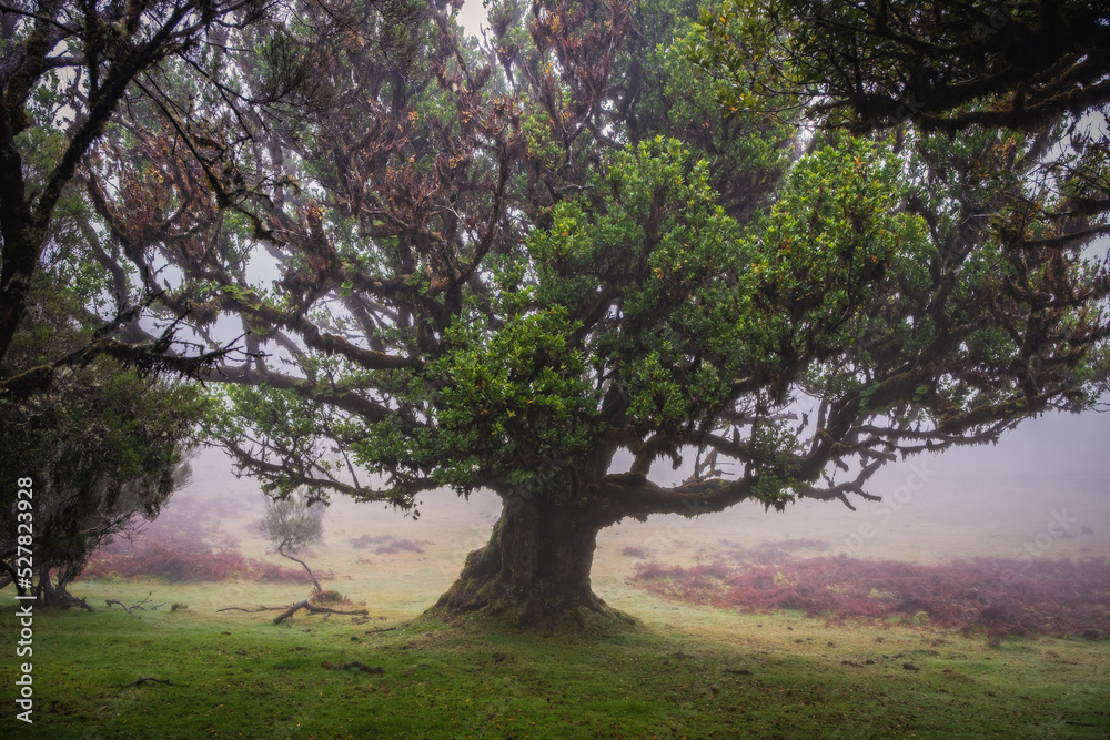 Obraz premium Misty foggy morning in the Fanal forest. Madeira island, Portugal. October 2021