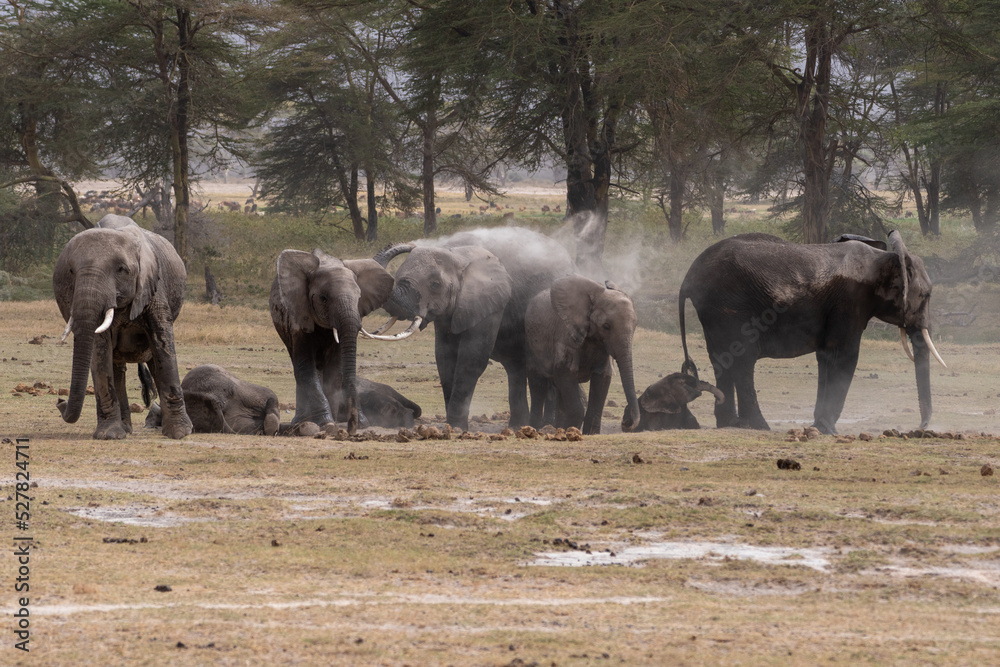 Fototapeta premium Beautiful portrait of a group of elephants taking showers of dirt and mud in the Amboseli national park in Kenya, Africa
