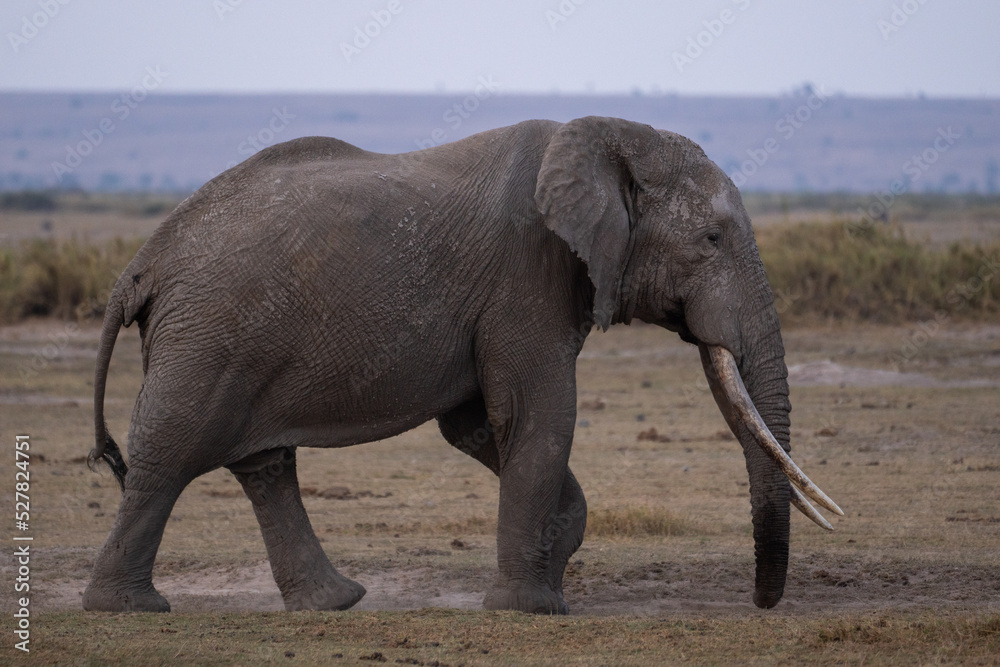 Obraz premium Beautiful profile portrait of an elephant walking through the Amboseli national park in Kenya, Africa