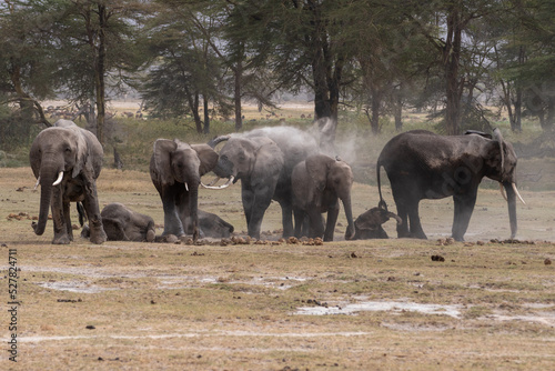 Beautiful portrait of a group of elephants taking showers of dirt and mud in the Amboseli national park in Kenya  Africa