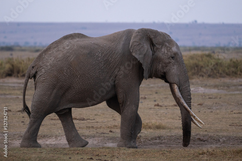 Beautiful profile portrait of an elephant walking through the Amboseli national park in Kenya  Africa