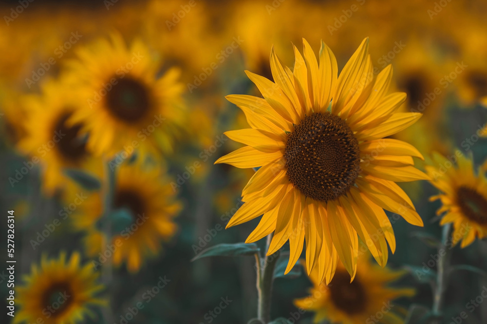 Naklejka premium Soft focus. A beautiful field of blooming sunflowers against a background of blurred golden sunset light. Harvest of sunflower, sunflower seeds, sunflower oil.