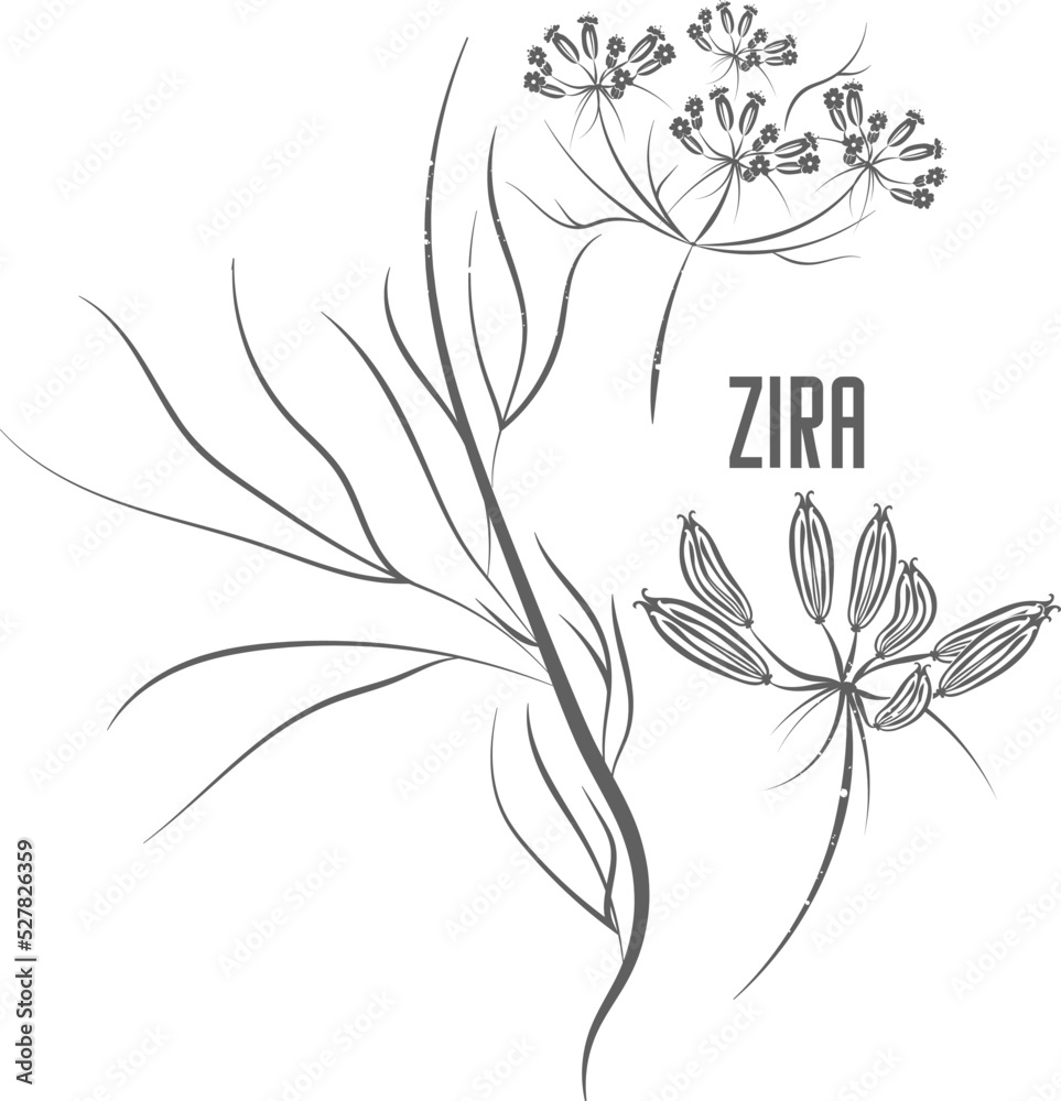 Zira seeds and flowers vector silhouette. Stem of Cuminum cyminum medicinal herbal outline. Zira or White Cumin seeds and umbels silhouette illustration for pharmaceuticals and kitchen. - obrazy, fototapety, plakaty 