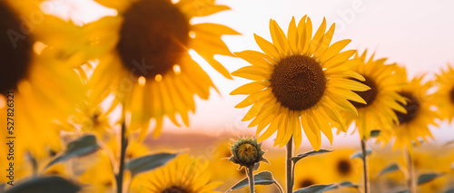 Fototapeta Naklejka Na Ścianę i Meble -  Soft focus. A beautiful field of blooming sunflowers against a background of blurred golden sunset light. Harvest of sunflower, sunflower seeds, sunflower oil.