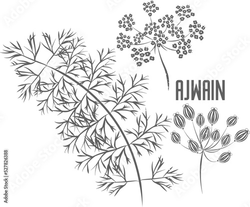 Ajowan seeds and flowers vector silhouette. Stem of Trachyspermum ammi medicinal herbal outline. Ajwain seeds and umbels silhouette illustration for pharmaceuticals and kitchen. Carom herb in silhouet photo