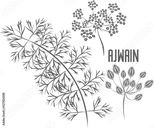 Ajowan seeds and flowers vector silhouette. Stem of Trachyspermum ammi medicinal herbal outline. Ajwain seeds and umbels silhouette illustration for pharmaceuticals and kitchen. Carom herb in silhouet