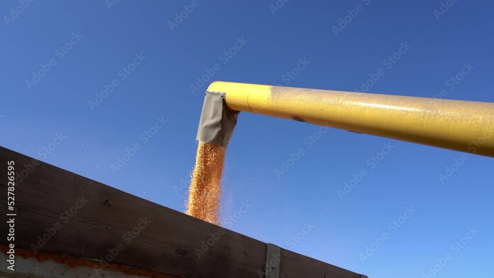 Stockvideo USA and EU Corn Output Forecast Reduced Further for 2022-23 ...