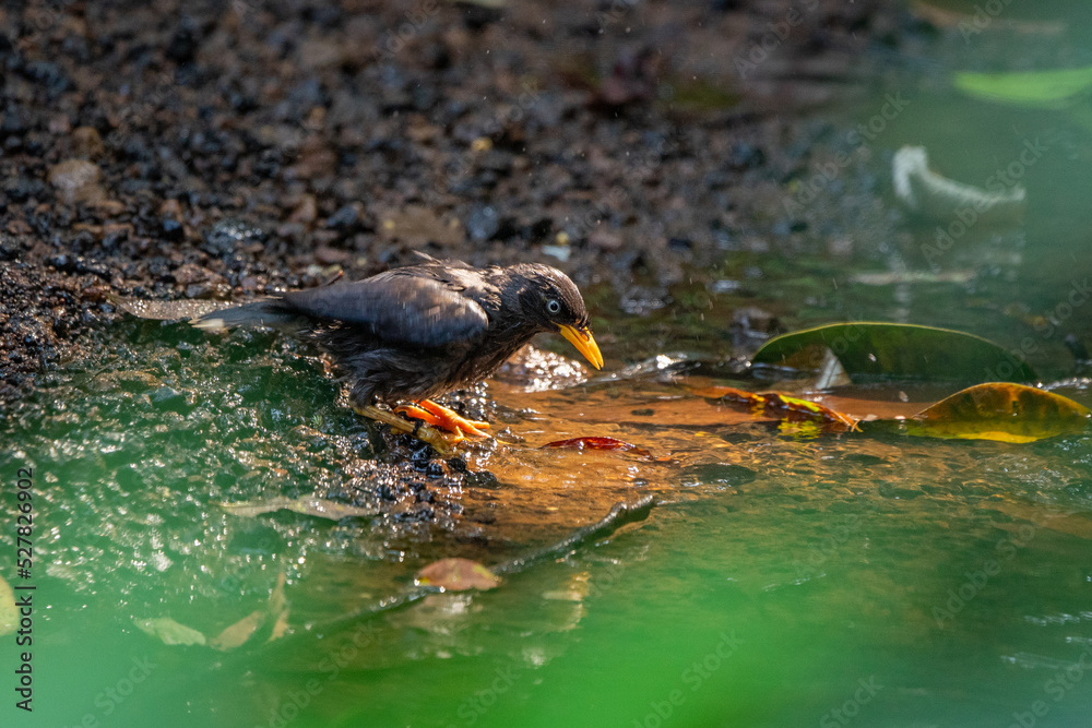 Javan myna or jalak kebo Acridotheres javanicus takes a bath in a riverside Javan myna or jalak kebo Acridotheres javanicus takes a bath in a riverside