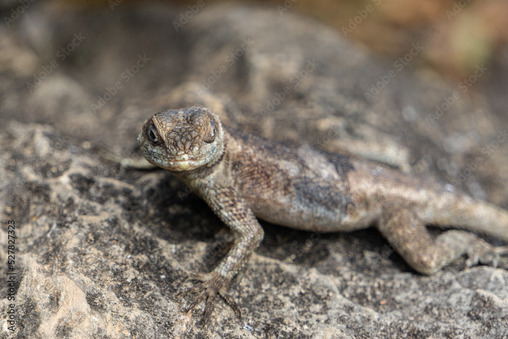lizard on the stone lizard on the stone