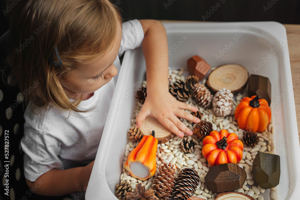 Fall Sensory Bin. Toddler playing with pumpkins, cones and dried beans in sensory box