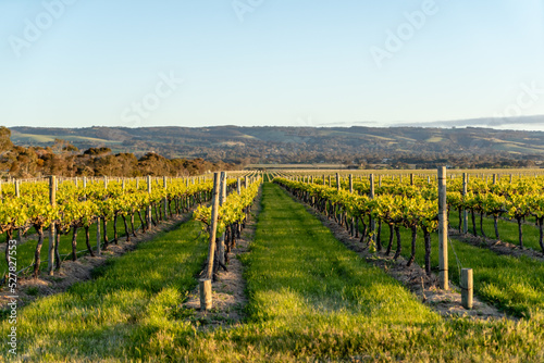 McLaren Vale Vineyard