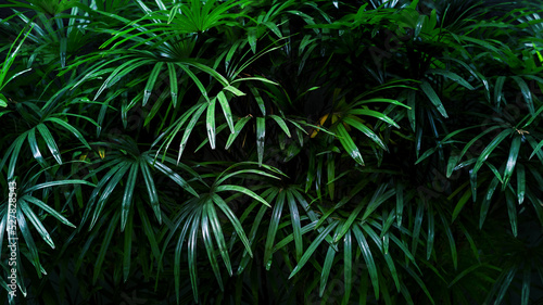 Fototapeta Naklejka Na Ścianę i Meble -  Natural palm leaves, tropical tree dark background