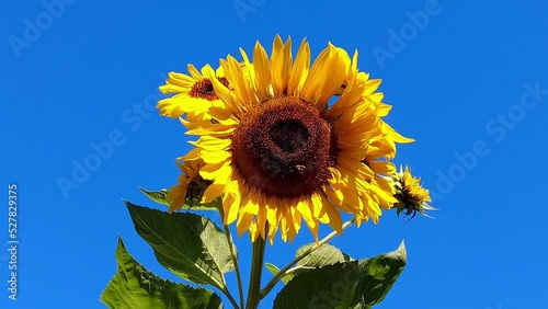 Tournesol, Sunflower,Zonnebloem 2022 photo