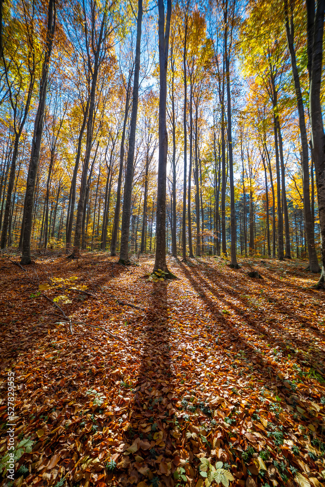 Colorful fall autumn forest of beech forest