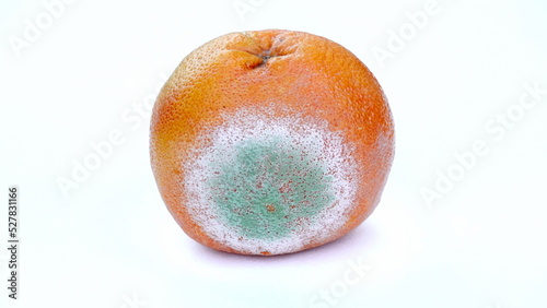 Orange with mold isolated on a white background. Moldy citrus fruit. Food forgotten in the fridge. Biodegradable food waste. Close-up.