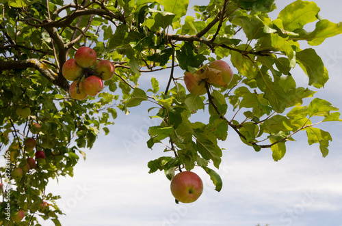 Nahaufnahme eines Apfelbaumes, mehrere Äpfel am Ast
