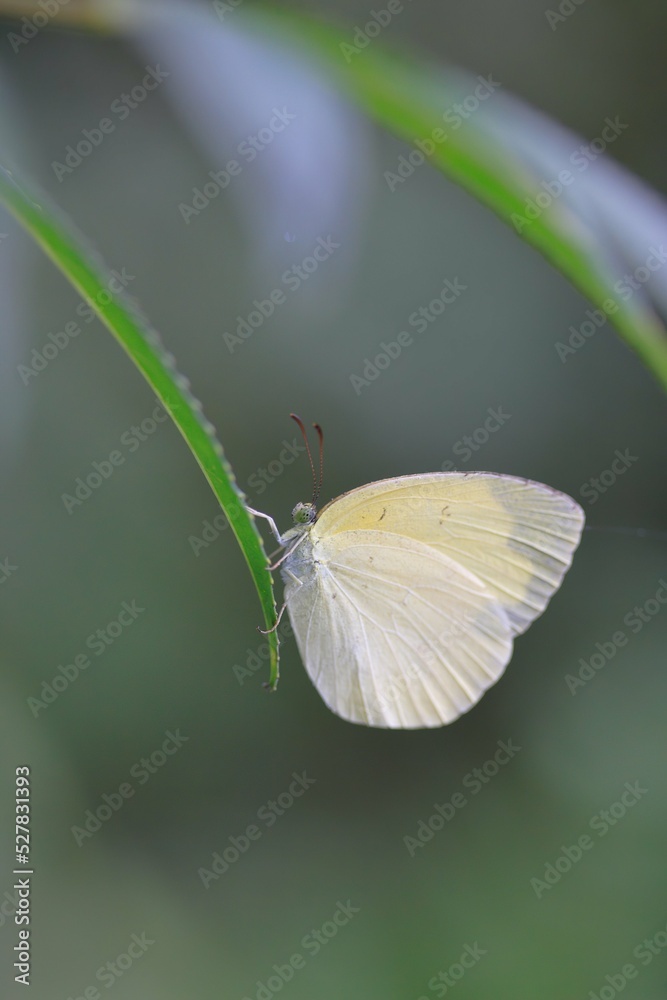 Obraz premium キチョウ