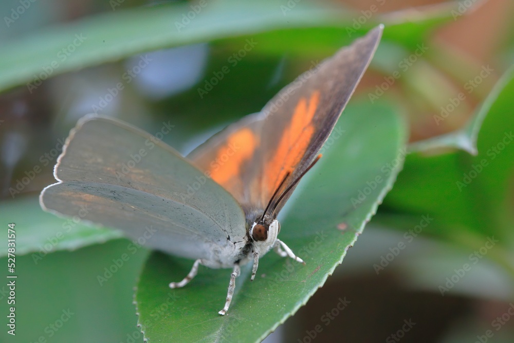 Fototapeta premium ウラギンシジミ