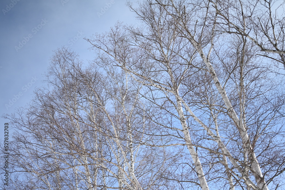 冬空にのびゆく 冬空にのびゆく