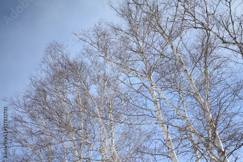 冬空にのびゆく © Kenichi