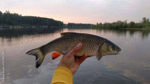 chub in the fisherman's hand against the background of the river and sunset photo