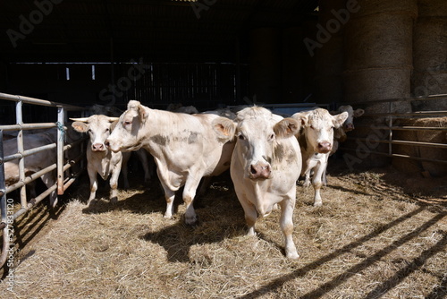 Des vaches dans une exploitation agricole en France, août 2022