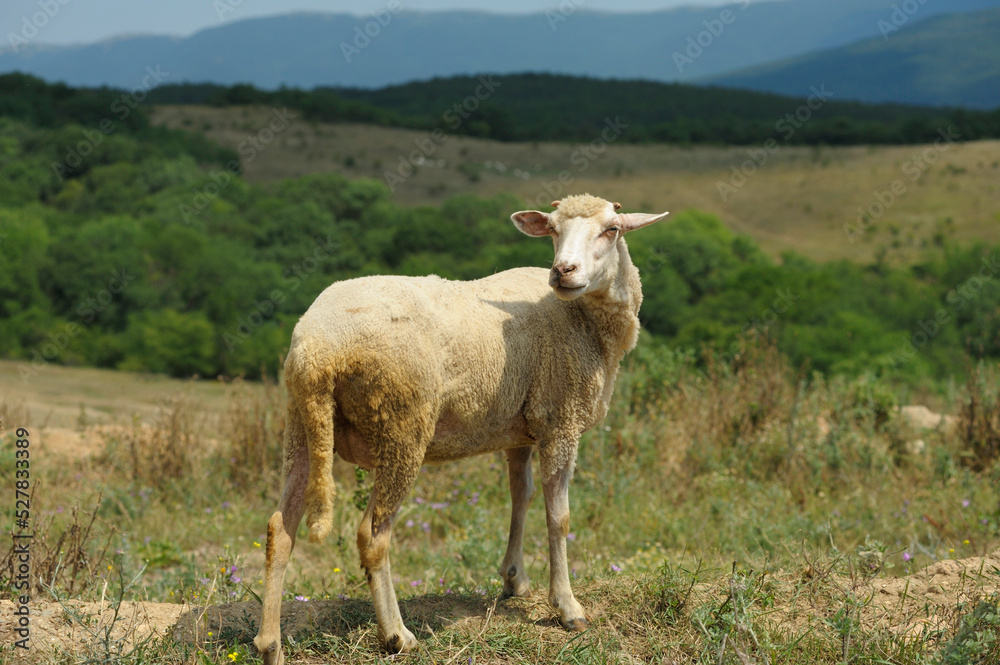 Sheep standing on a rural dirt road, valley and mountains on a background. Shyrokoe village, Crimea Sheep standing on a rural dirt road, valley and mountains on a background. Shyrokoe village, Crimea