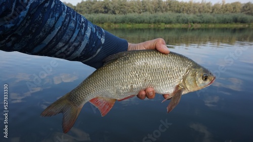 Ide fish in the hands of the angler. Backdrop of a wild river