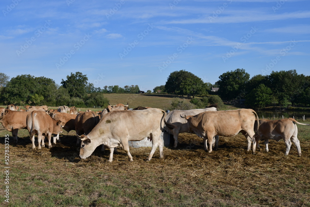 Un troupeau de vaches dans une exploitation agricole dans le Berry en France 
